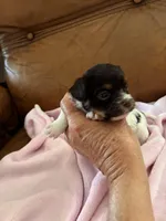 Sallys girl, a female Cavapoo for sale in Carthage, TN – Photo 5 of 9