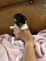 Sallys girl, a female Cavapoo for sale in Carthage, TN – Photo 3 of 9