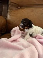 Sallys girl, a female Cavapoo for sale in Carthage, TN – Photo 9 of 9