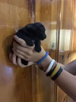 Black, brown, white, a male Shihpoo for sale in Carthage, TN – 7 of 10