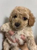 Tiniest girl, a female Cavapoo for sale in Carthage, TN – 9 of 10