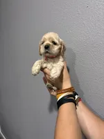 Pink collar girl, a female Cocker Spaniel for sale in Carthage, TN – 5 of 10