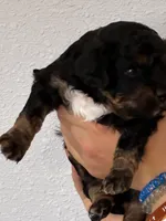 Cavapoo boy, a male Cavapoo for sale in Carthage, TN – 4 of 9