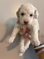 Marshes Spots pup, a male Poodle - Toy  for sale in Carthage, TN – 10 of 10