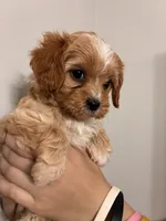 Cavapoo white forhead, a female Cavapoo for sale in Carthage, TN – 2 of 10