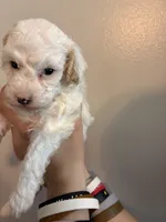 Marshes Spots pup, a male Poodle - Toy  for sale in Carthage, TN – 7 of 10