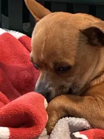 Poppy, a male Chihuahua for sale in Carthage, TN – 3 of 10