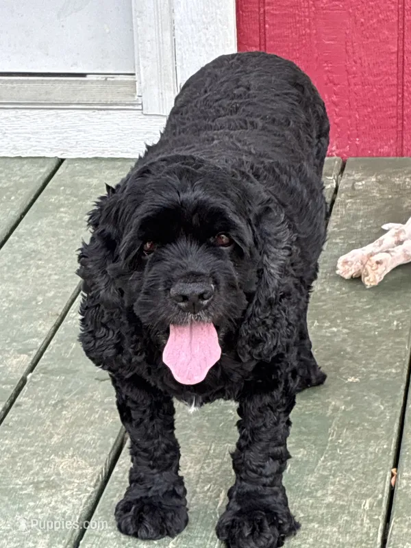 Laken – Cocker Spaniel puppy for sale in Carthage, TN