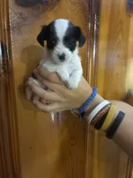 Lots of spots, a male Chipoo for sale in Carthage, TN – 2 of 10