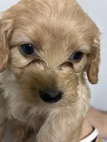 Less curly girl, a female Cavapoo for sale in Carthage, TN – 7 of 10
