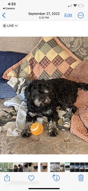 Joe – Cavapoo puppy for sale in Carthage, TN