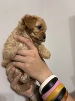 Medium buff girl, a female Cavapoo for sale in Carthage, TN – 5 of 9
