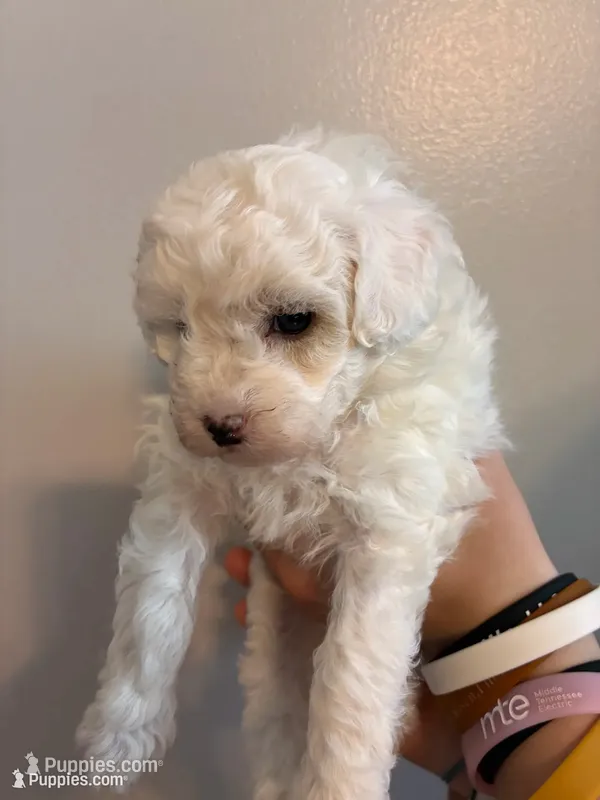Marshes girl pup – Poodle - Toy  puppy for sale in Carthage, TN