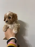 Cavapoo white forhead, a female Cavapoo for sale in Carthage, TN – 8 of 10