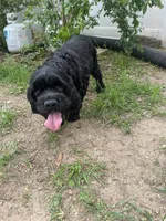 Laken, a female Cocker Spaniel for sale in Carthage, TN – 6 of 10