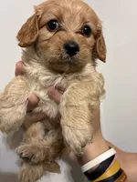 Less curly girl, a female Cavapoo for sale in Carthage, TN – 5 of 10