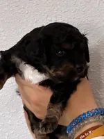 Cavapoo boy, a male Cavapoo for sale in Carthage, TN – 7 of 9