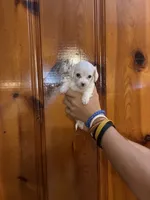 All white boy, a male Chipoo for sale in Carthage, TN – 7 of 10