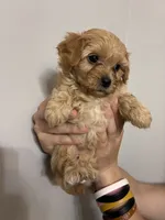 Medium buff girl, a female Cavapoo for sale in Carthage, TN – 3 of 9