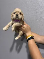 Purple collar girl, a female Cocker Spaniel for sale in Carthage, TN – 5 of 10