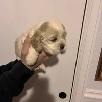Cocker#2, a female Cocker Spaniel for sale in Carthage, TN – Photo 8 of 10