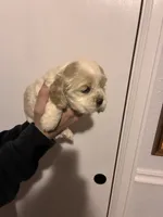 Cocker#2, a female Cocker Spaniel for sale in Carthage, TN – Photo 8 of 10