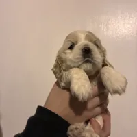 Cocker#2, a female Cocker Spaniel for sale in Carthage, TN – Photo 3 of 10