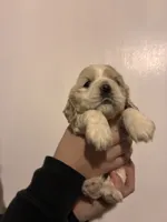 Cocker#2, a female Cocker Spaniel for sale in Carthage, TN – Photo 3 of 10
