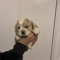 Cocker#2, a female Cocker Spaniel for sale in Carthage, TN – Photo 10 of 10