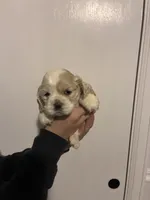 Cocker#2, a female Cocker Spaniel for sale in Carthage, TN – Photo 10 of 10