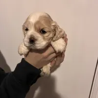 Cocker#2, a female Cocker Spaniel for sale in Carthage, TN – Photo 7 of 10