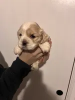 Cocker#2, a female Cocker Spaniel for sale in Carthage, TN – Photo 7 of 10