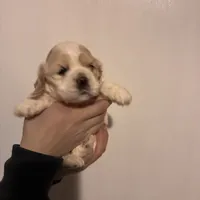 Cocker#2, a female Cocker Spaniel for sale in Carthage, TN – Photo 1 of 10