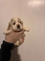 Cocker#2, a female Cocker Spaniel for sale in Carthage, TN – Photo 1 of 10