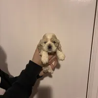 Cocker#2, a female Cocker Spaniel for sale in Carthage, TN – Photo 2 of 10