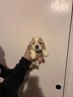 Cocker#2, a female Cocker Spaniel for sale in Carthage, TN – Photo 2 of 10