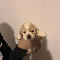 Cocker#2, a female Cocker Spaniel for sale in Carthage, TN – Photo 4 of 10