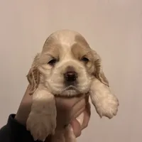 Cocker#2, a female Cocker Spaniel for sale in Carthage, TN – Photo 9 of 10