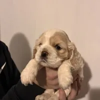 Cocker#2, a female Cocker Spaniel for sale in Carthage, TN – Photo 5 of 10