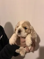 Cocker#2, a female Cocker Spaniel for sale in Carthage, TN – Photo 5 of 10