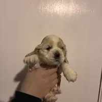 Cocker#2, a female Cocker Spaniel for sale in Carthage, TN – Photo 6 of 10