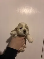 Cocker#2, a female Cocker Spaniel for sale in Carthage, TN – Photo 6 of 10