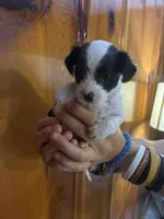 Lots of spots, a male Chipoo for sale in Carthage, TN – 1 of 10