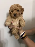 Darkest buff girl, a female Cavapoo for sale in Carthage, TN – 4 of 10