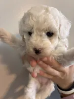 Marshes girl pup, a female Poodle - Toy  for sale in Carthage, TN – 3 of 10