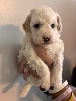 Marshes Spots pup, a male Poodle - Toy  for sale in Carthage, TN – 4 of 10