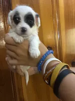 Black eye spots, a male Chipoo for sale in Carthage, TN – 9 of 10