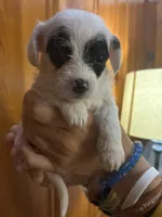 Black eye spots, a male Chipoo for sale in Carthage, TN – 7 of 10