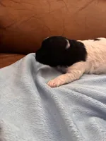 Konas boy, a male Cavapoo for sale in Carthage, TN – Photo 7 of 9