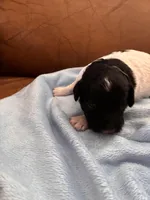 Konas boy, a male Cavapoo for sale in Carthage, TN – Photo 6 of 9